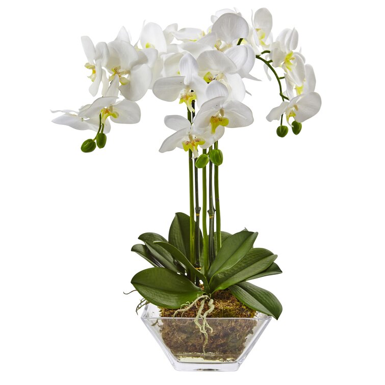 Triple Phalaenopsis Orchid Floral Arrangement in Vase (glass vase broken in one small area, shown in photos)