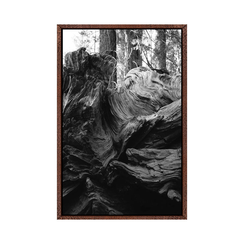 Sequoia National Park XIII by Bethany Young - Print on Canvas, 152.4cm H x 101.6cm W x 3.81cm D, Classic Brown Wood Framed