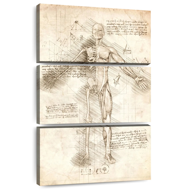Human Male Skeleton, 65" H x 42" W