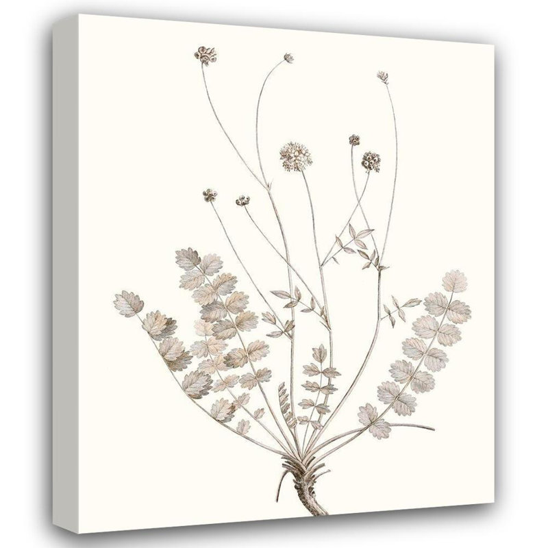 «August Grove® Vision Studio Gallery», art sur toile tendue: Neutral Botanical Study, H 44 po x l 36 po