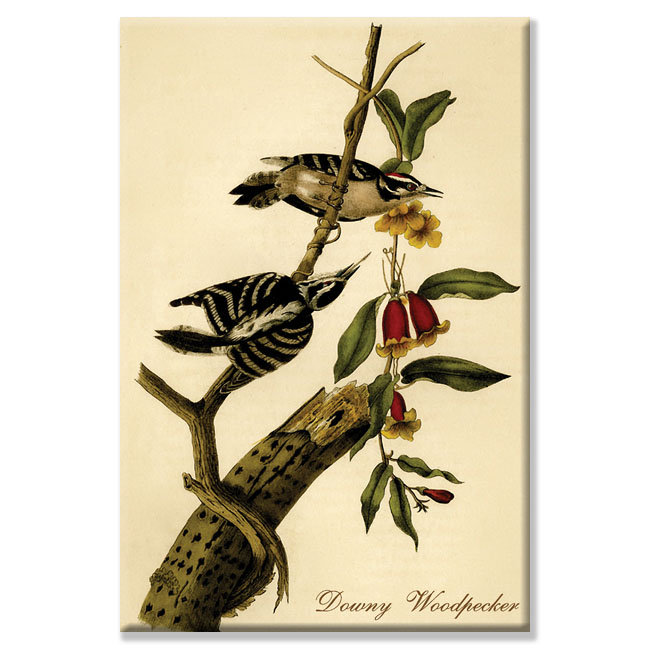 «Downy Woodpecker» par John Audubon - impression sur toile tendue, H 30 po x l 20 po