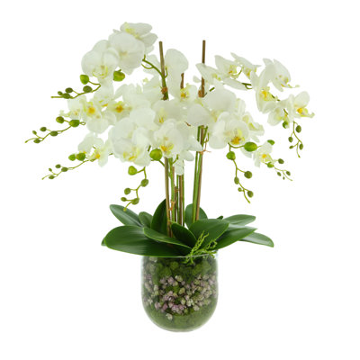 Phalaenopsis Floral Arrangement