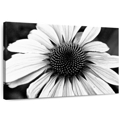 Harnek Daisy Floral Symphony I