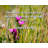 Latitude Run® Gallery Wrapped Canvas By Will Steger: "I don’t think there’s any way we can save the p-771430885