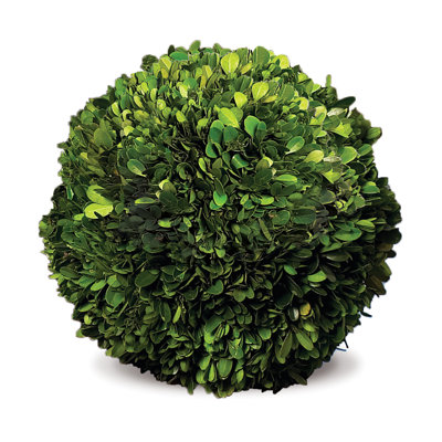 Alby Topiary, Hedge Plant