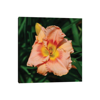 Daylily Garden X by Bethany Young - Print on Canvas