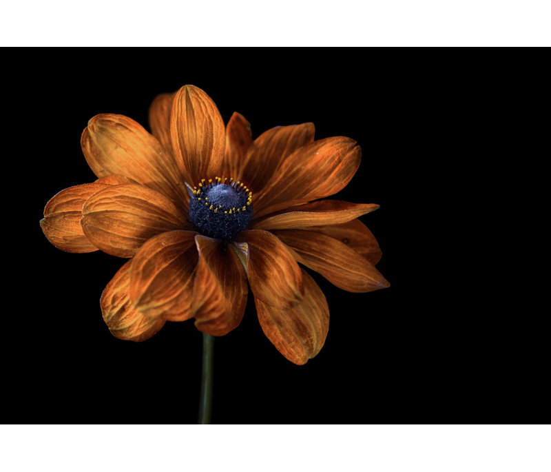 Wrapped Canvas Print, 81.28 cm H x 121.92 cm W