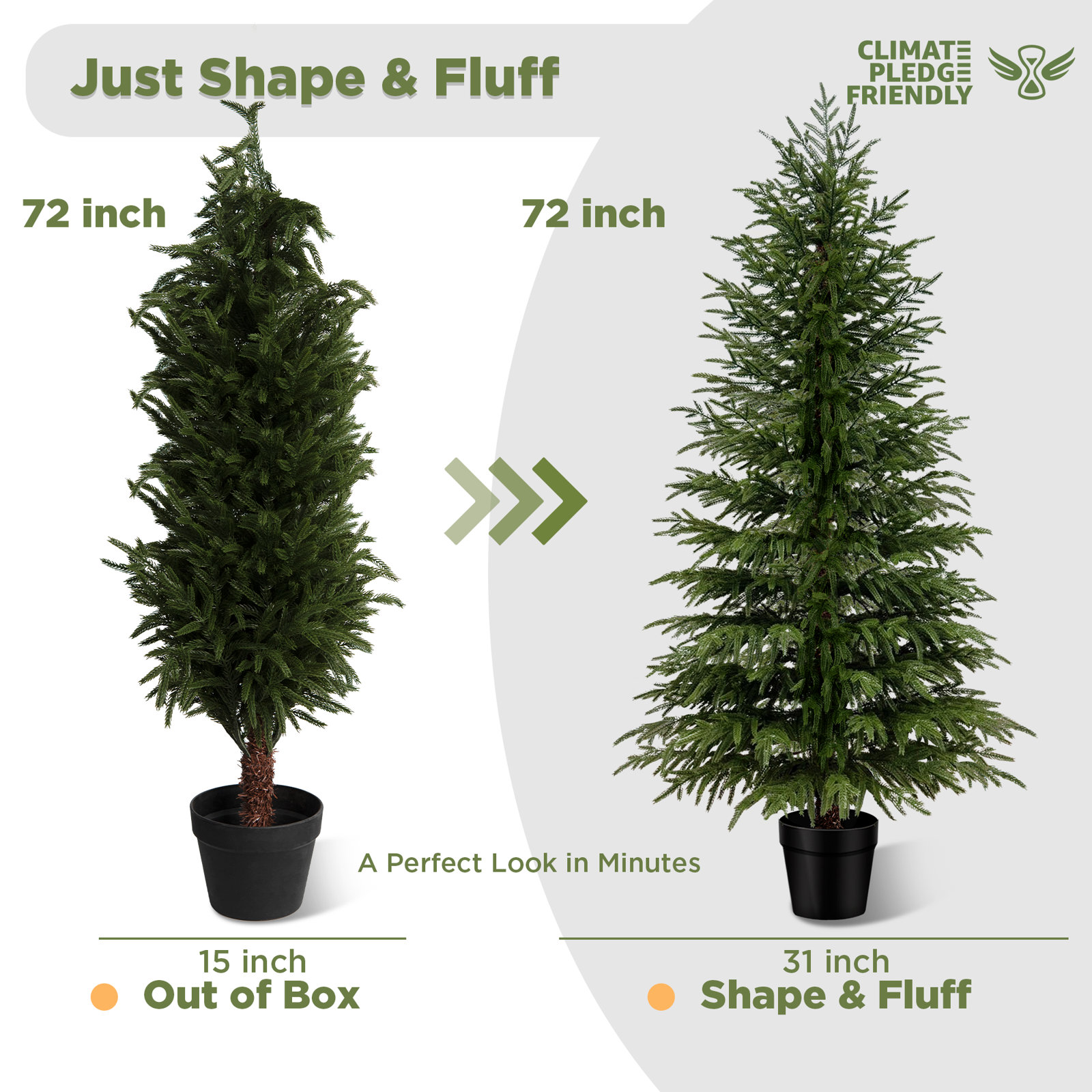 6' Pine Tree, 6' H