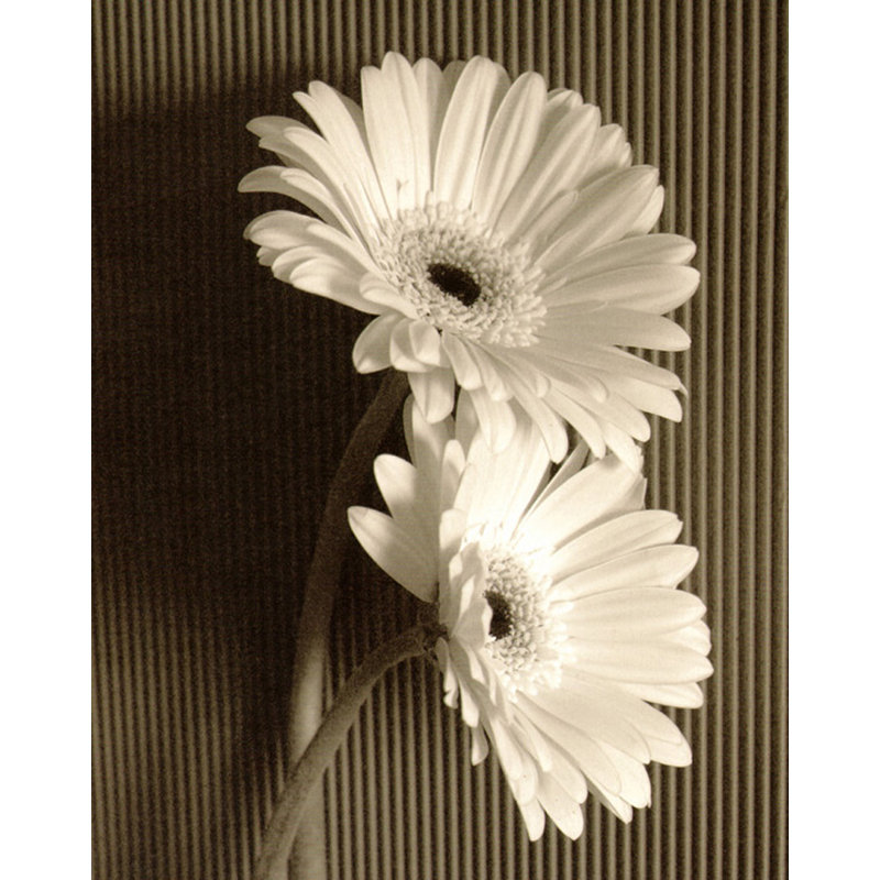 Gerbera fraîchement coupée I, H 24 po x l 19 po