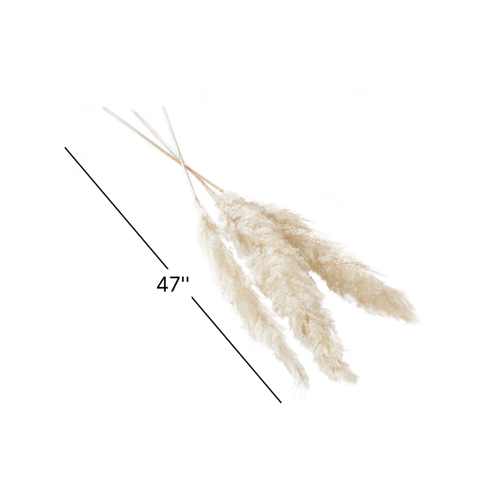 Pampas Grass Mixed Stem, White