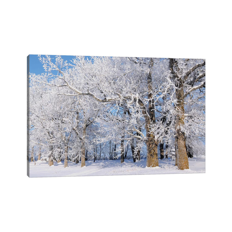 Winter Woodlot by Brian Wolf - Wrapped Canvas Print, 30.48cm H x 45.72cm W x 1.91cm D