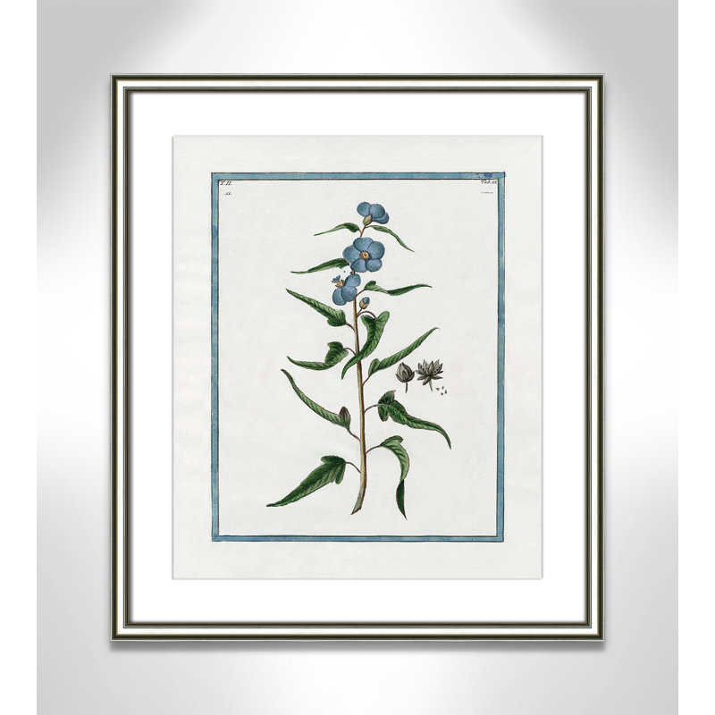 Colombe Shabby Elegance Botanical I - Art encadré avec fond perdu, L 17,25 po x H 20,25 po, Cadre argenté