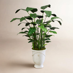 BANANA TREE IN A TUSCAN URN