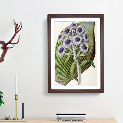Antarctic Daisy Flowers by Sarah Featon - Single Picture Frame Painting