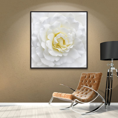" White Rose "