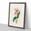 Illustration of a Pink Cattleya Orchid - Picture Frame Painting Print-55579425-55579423