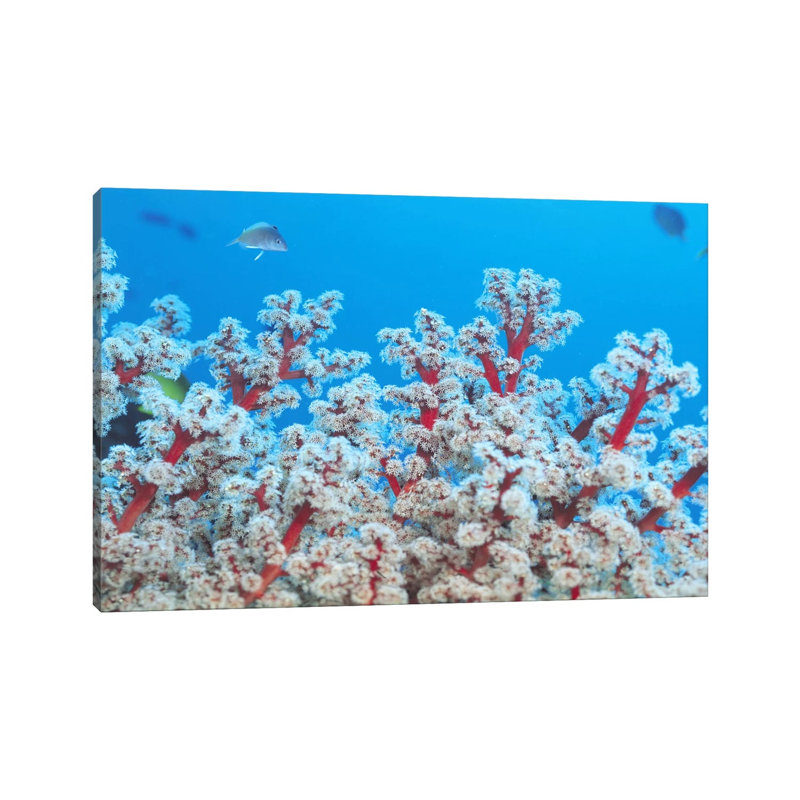 Red & White Gorgonian Coral by Unknown Artist - Wrapped Canvas Print, 66.04 cm H x 45.72 cm W x 3.175 cm D