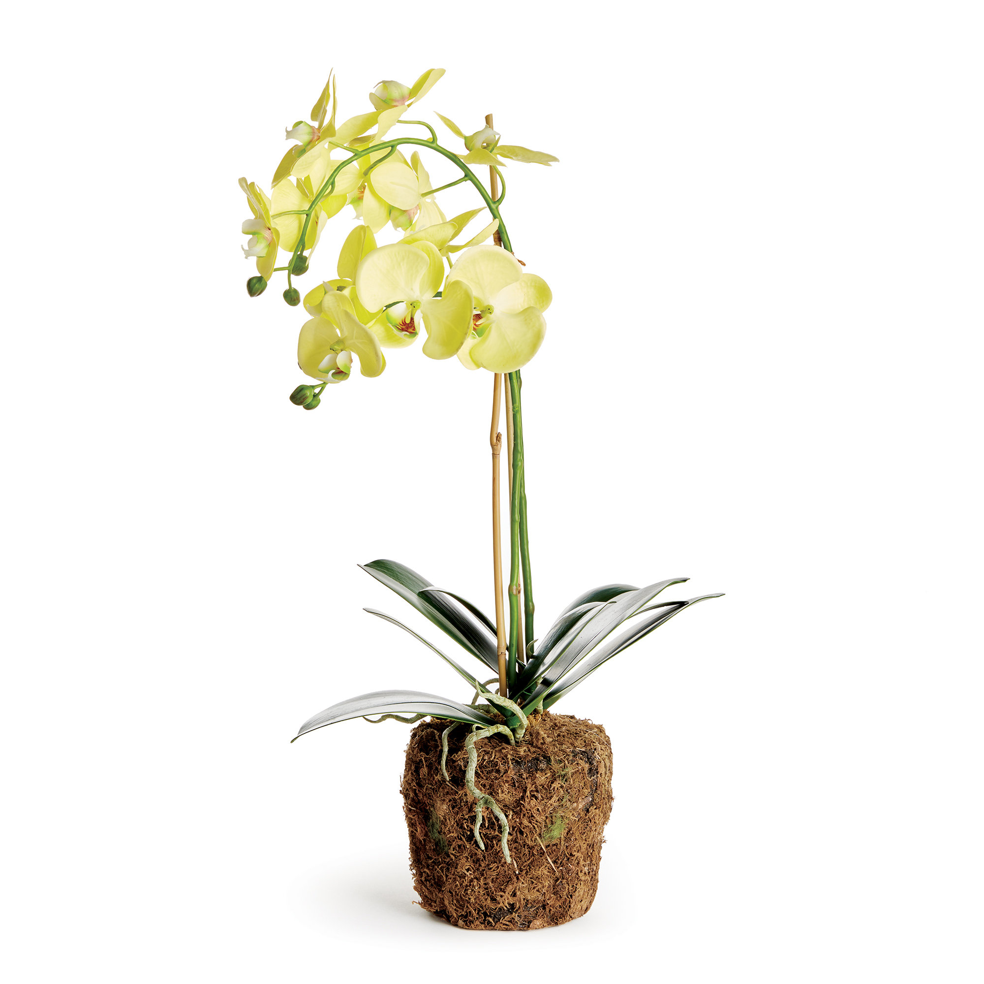 Primrue Orchid Arrangement | Wayfair