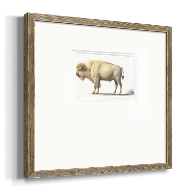 Nevitt White Buffalo, reproduction d'art encadrée sur papier, H 21 po x l 21 po x P 1,25 po, Encadrement brun