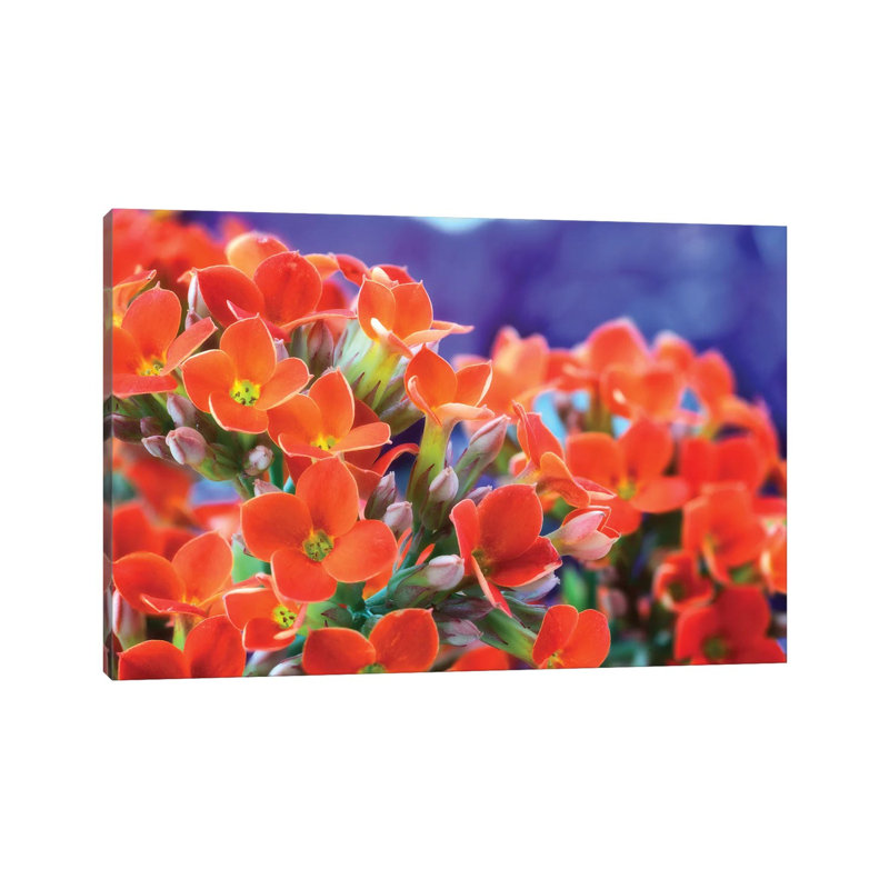 Flowers by Glauco Meneghelli - Print on Canvas, Wrapped Canvas, 45.72cm H x 66.04cm W x 1.91cm D