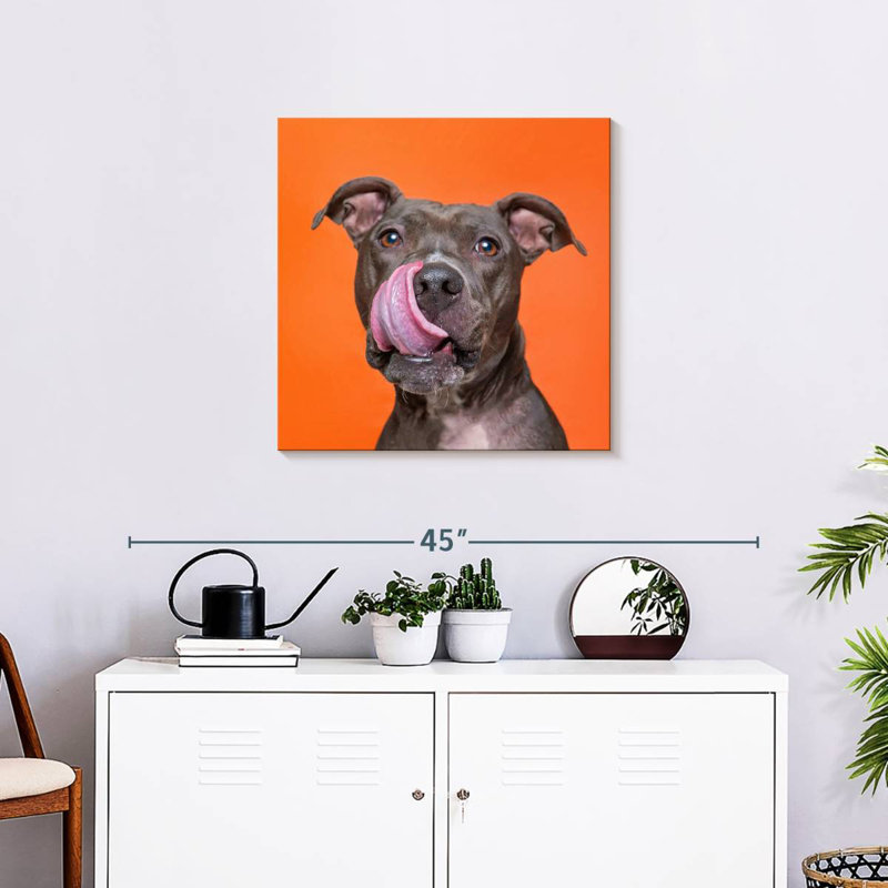 Crowle Silly Pet Pit Bull, H 24 po x l 24 po