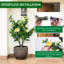 90cm Plant