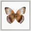 Butterfly Study 4' Framed Graphic Art Print on Glass