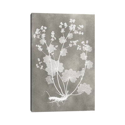 Herbarium Study I - Wrapped Canvas Painting