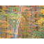 Blanc Forêt d'automne par Bruce Heinemann - Photgraph-65852549-132457525