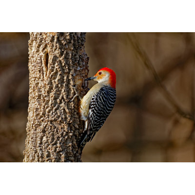 " Red-Bellied Woodpecker " by Ariasphotos
