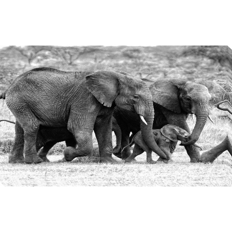 Famille d'éléphants, reproduction de photo, H 18 po x l 30 po x P 1 po, Toile tendue
