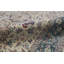 Hand-Knotted High-Quality Ivory Area Rug