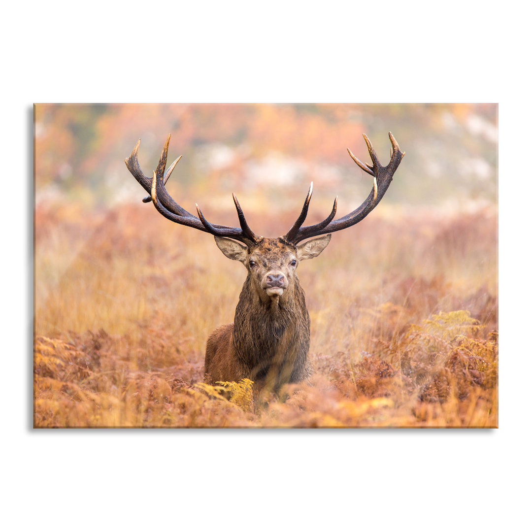 Glasbild Large Stag in a Field