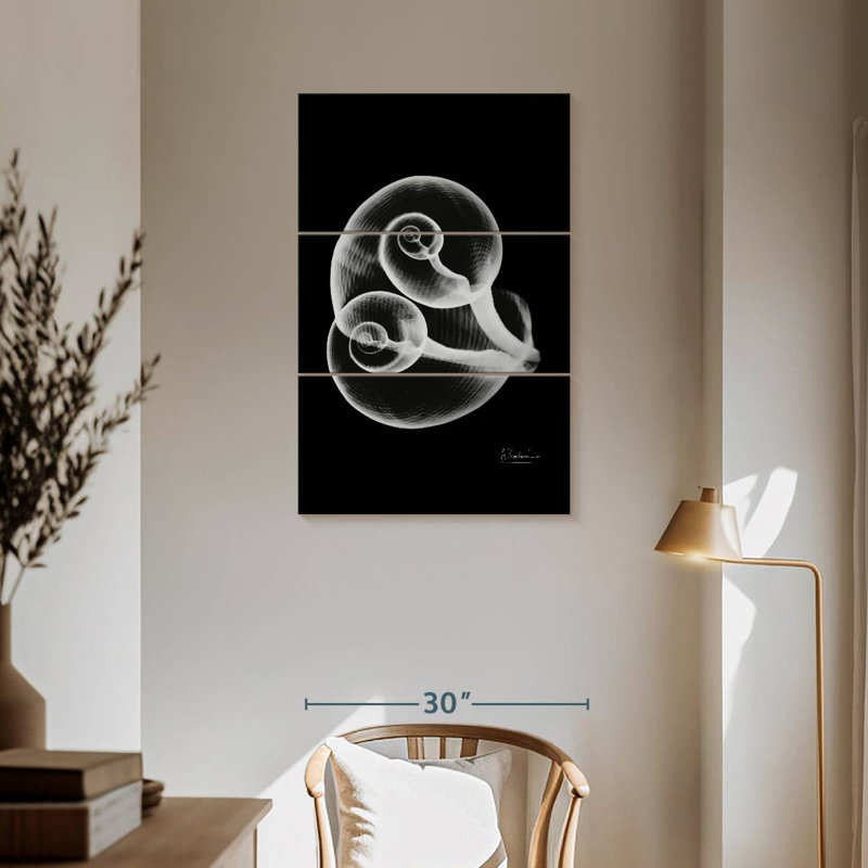 Aletra Conjoined Shells, 57" H x 36" W