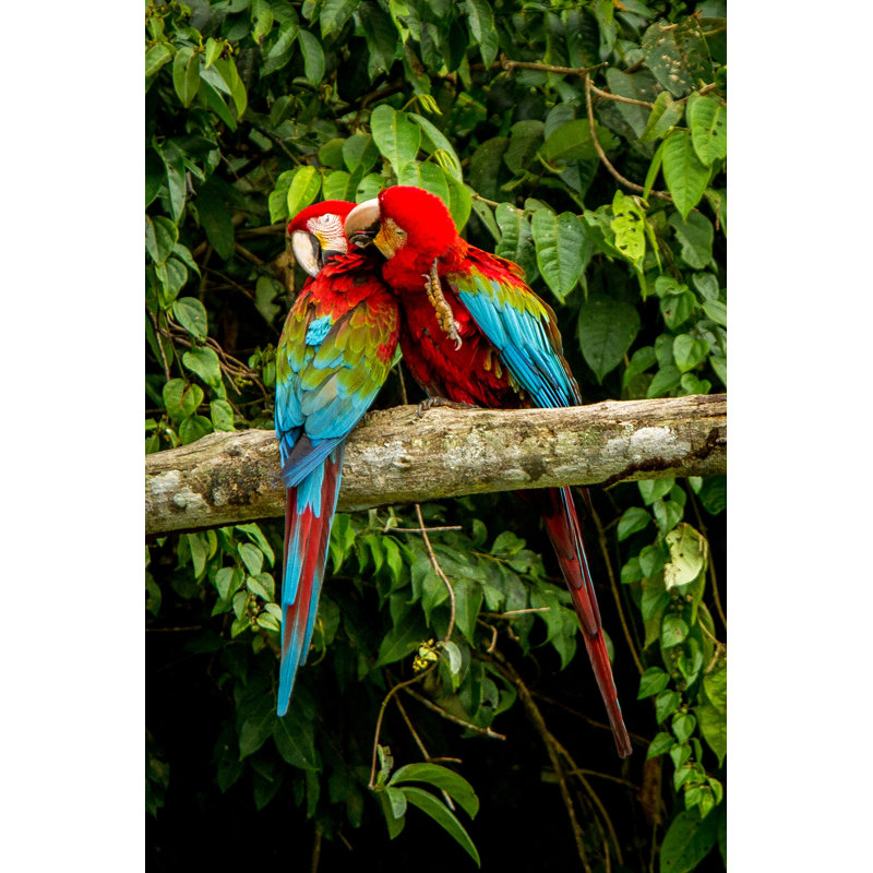 «Red Parrots» par Jiri Hrébicek - Photographie sur toile tendue, L 24 po x H 36 po