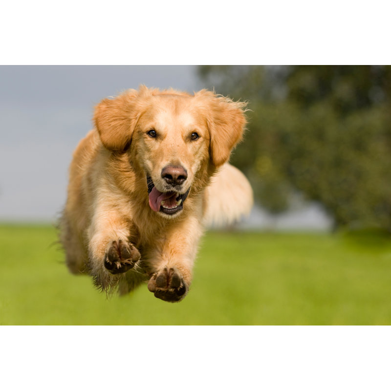Golden Retriever Jumping - Wrapped Canvas Print, 61cm H x 91cm W x 3.8cm D
