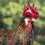 Statue de coq Azhan