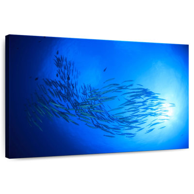 Aletra Sunrise Barracuda Fish