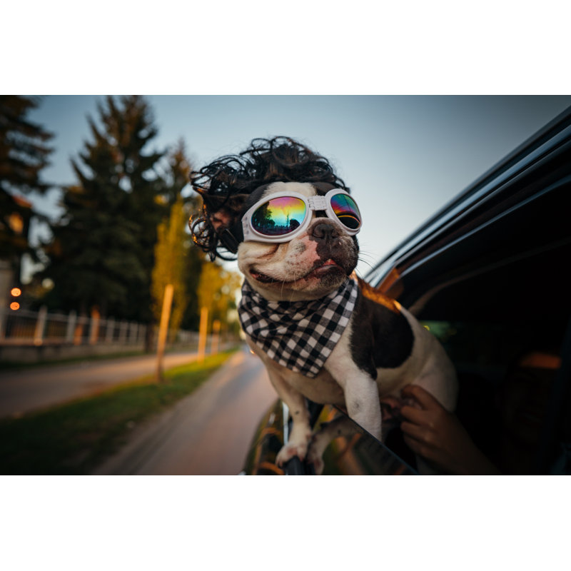 Bouledogue français s'amusant en voiture par Johnce, H 20 po x l 30 po