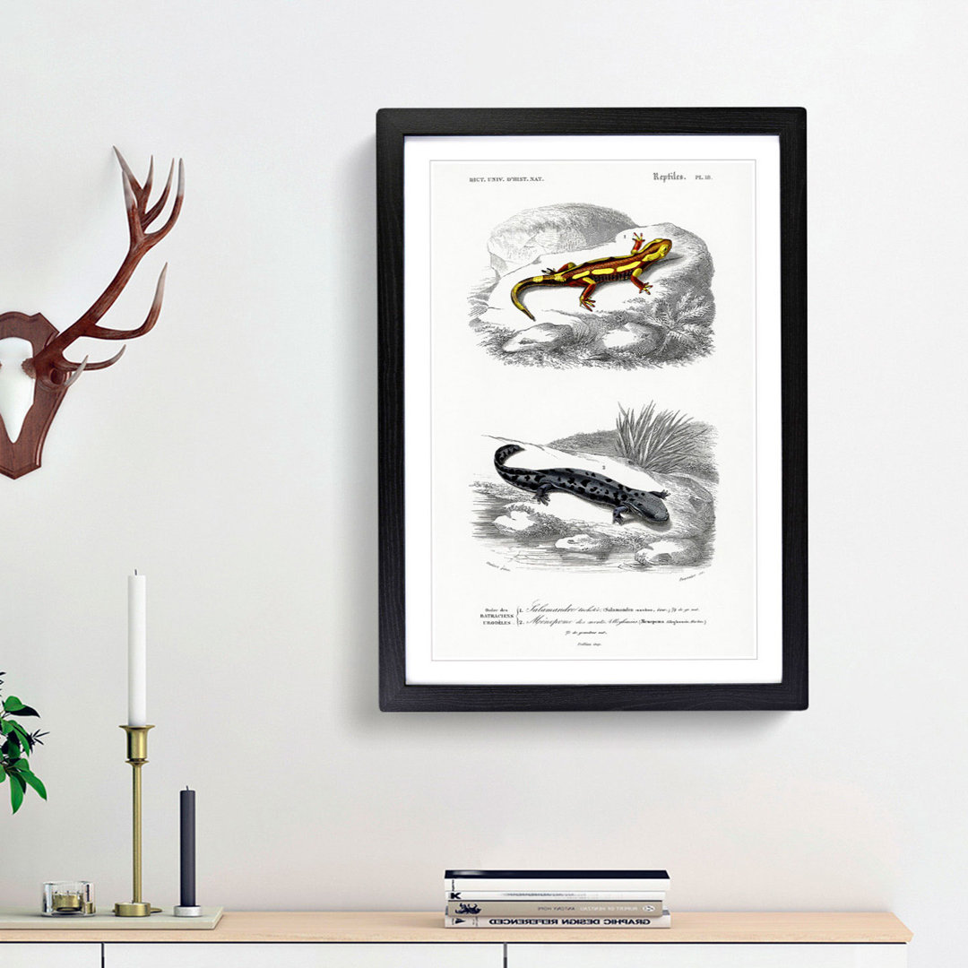 Salamander Illustrations PL. 18 by Charles d' Orbigny - Picture Frame Painting Print
