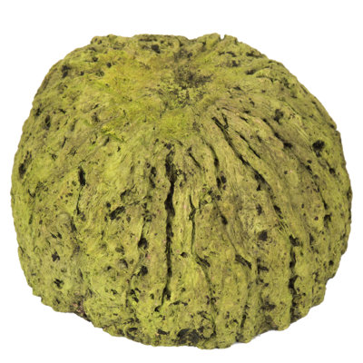 Noix de coco maya entièrement naturelle, séchée