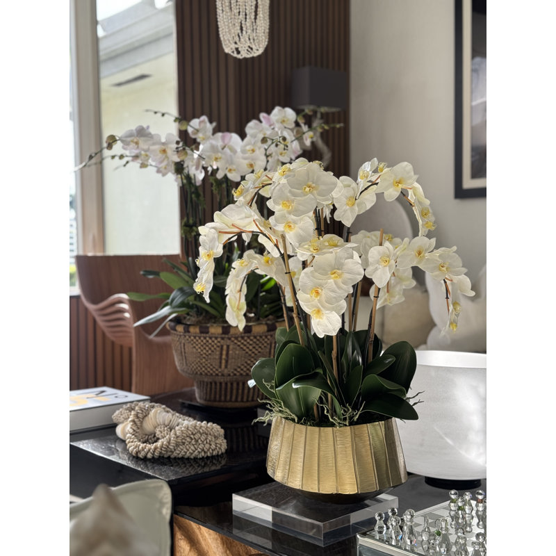 Helena Boat Planter With Phaleanopsis Orchids, White