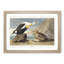 King Duck Bird by John James Audubon - Framed Print-55641083-55641086