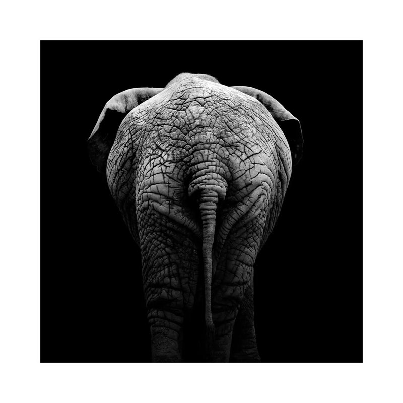Elephant In Black & White II by Lukas Holas - Wrapped Canvas Gallery-Wrapped Canvas Giclée, 93.98 cm H x 93.98 cm W