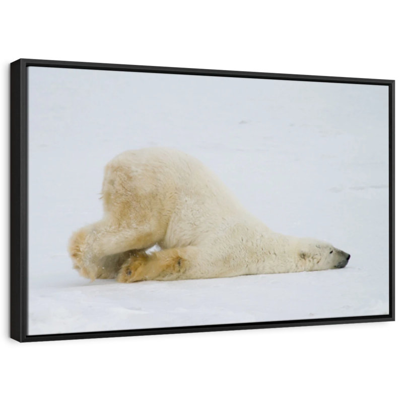 «Lazy Bear», reproduction sur toile, H 9 po x l 13 po