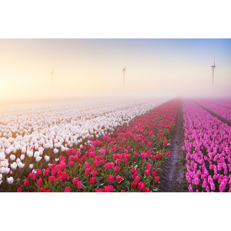 Sunrise And Fog Over Rows by Sara_winter - No Frame Art Prints on Canvas, 20cm H x 30cm W