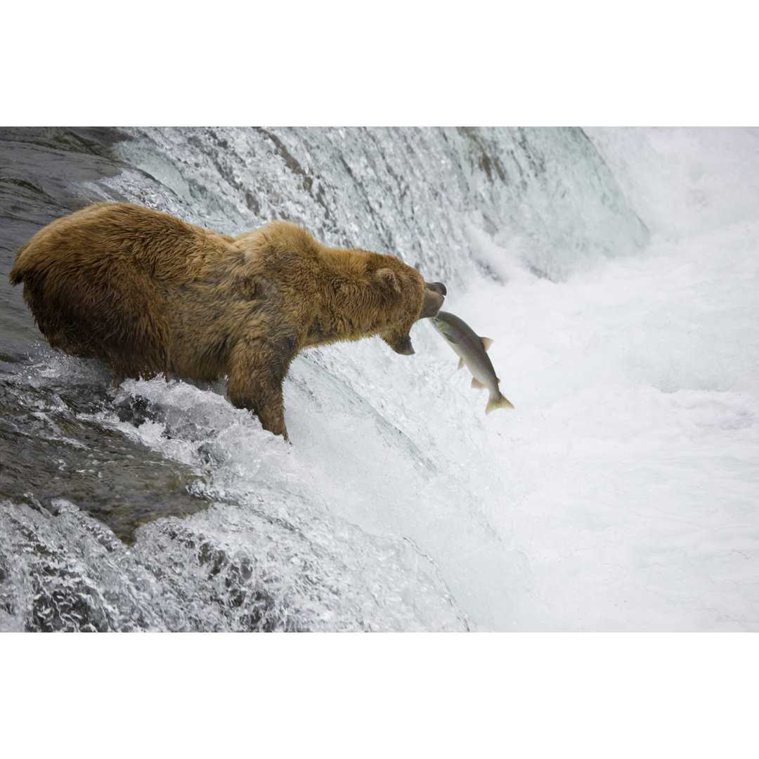 Leinwandbild Alaskanischer Braunbär beim Lachsfang