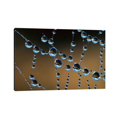 Raindrops On A Spider Web, New Zealand by Andy Reisinger - Wrapped Canvas Print