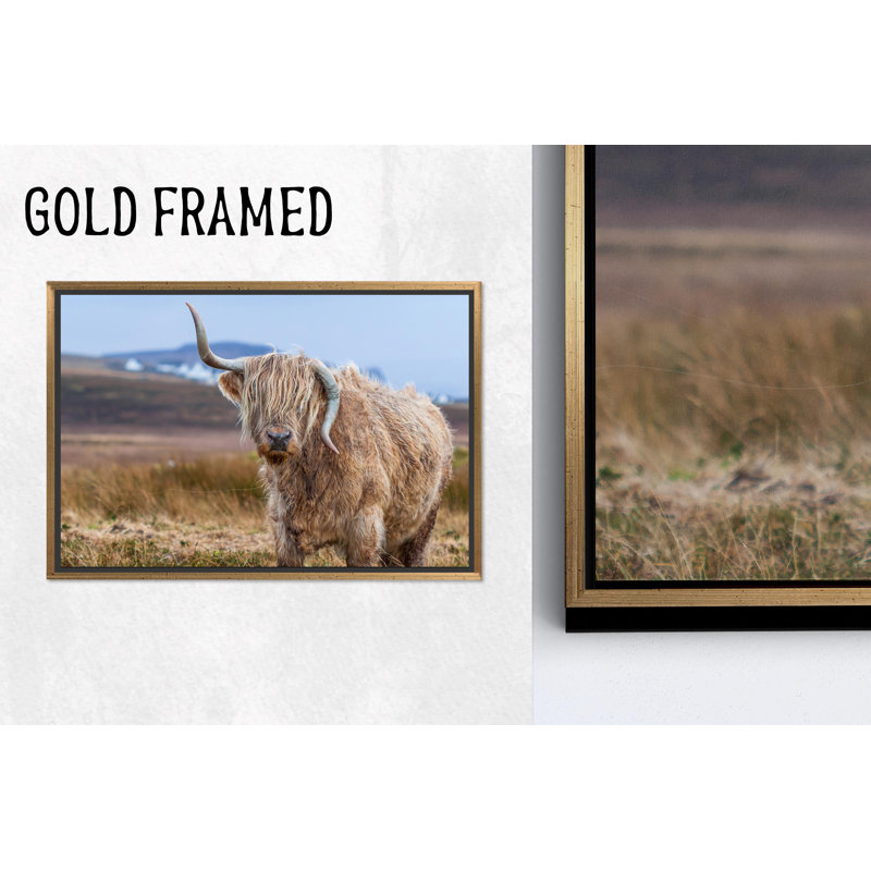 Reproduction d'art sur toile imprimée: Highland Cow in Coastal Farmhouse Ambiance, 1P GoldFramedCanves, 27,6 po H x 39,4 po l