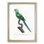Yellow-Shouldered Amazon Macaw Parrot by F. Levaillant - Picture Frame Graphic Art Print-55641511-55641512